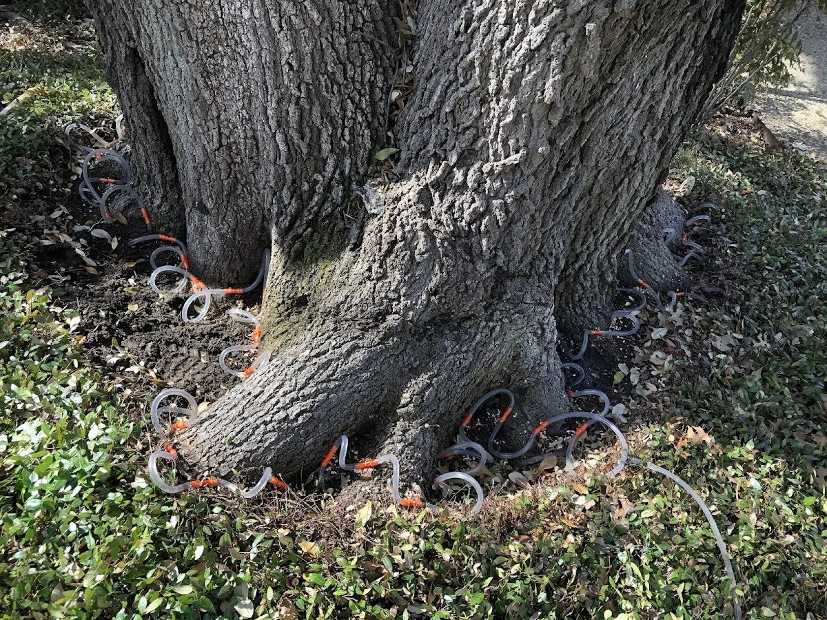 Detailed Shrub and Hedge Trimming job site in Joshua