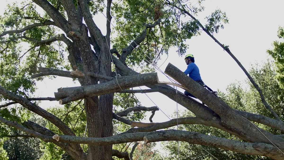 Professional Crown Thinning performed by certified arborists in Joshua