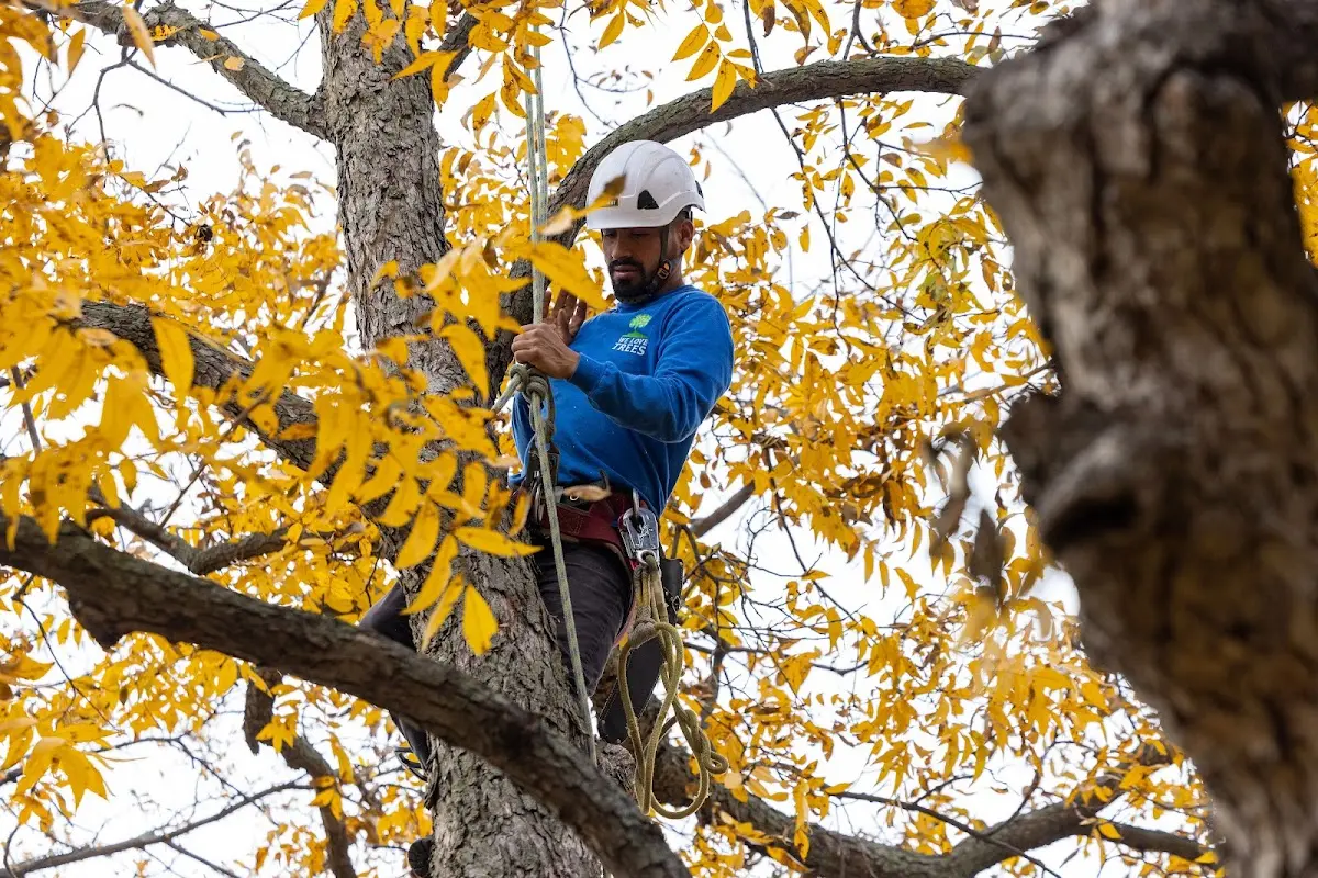 Skilled Tree Pruning crew working in Joshua